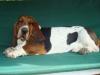 basset hound