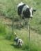 basset hound & cow