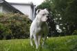 Sugar Bear of Boyds