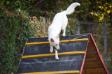 Agility