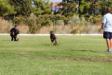 6 months old, participation in Davide Codebue seminar