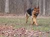 Apache