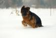 Cibu_in snow