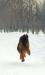 Cibu_running
