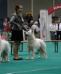 Dogshow Maastrich