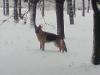 Winter in Pleven, Bulgaria
