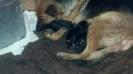 Queen's New Male Litter