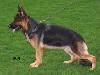Stina vom Haus Dexel Picture