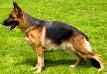 Roxy aus Famkes Zauberwald Picture