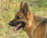Nelli vom Weingut Kern Picture