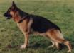 Kratmosens Rocco Picture