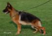 Nelly von der Addingaste Picture