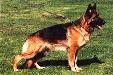 Evita von Haus Lacherom Picture