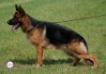 Xara von der Wiehenallee Picture