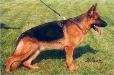 Fulmo aus Wattenscheid Picture