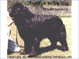 DK/INT-CH, PL-SG 87 Topsys Billie Big Boatswain