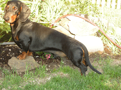 Victor aus der Lewermang