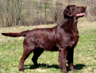 MULTI CH Very Sexi Man Virgo Vestalis