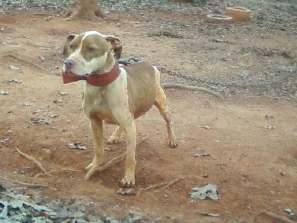 ASHWOOD KENNELS PSYCHO