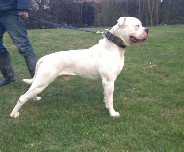 OTAC's Military Tank