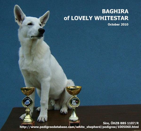 Baghira of Lovely Whitestar