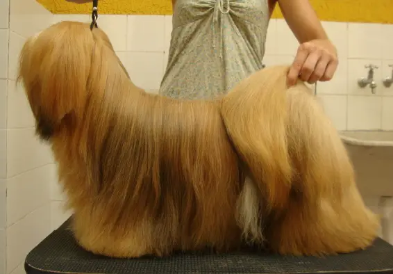 Okajima & Moretto Charming Girl