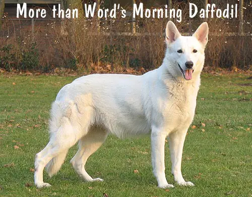 More than Word's Morning Daffodil