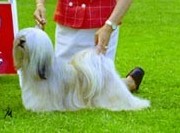 Whisborne Feline Feeling