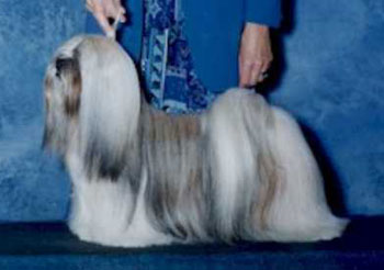 MULTI CH Chic Choix Jefferson Davis