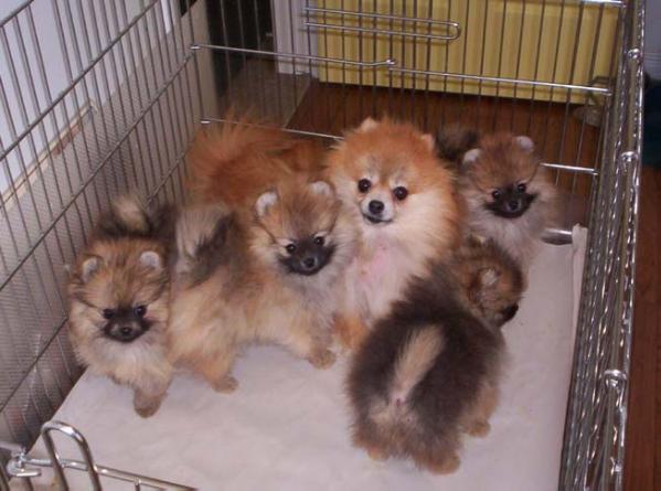 Royalty Destined For Tim Sue