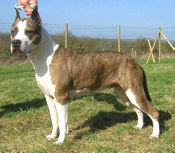 Fraja NE A Girls Best Friend