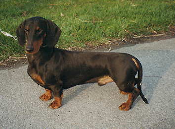 KJS, LS Delbruggers Steffen