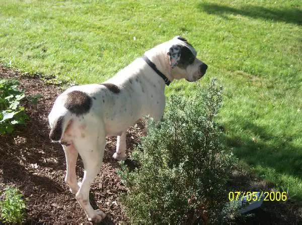 Dandra's Daisy Mae
