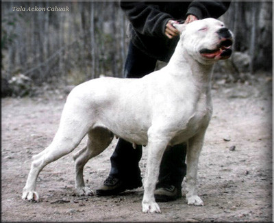 WORLD CHAMPION TALA ACKON CAHUAK