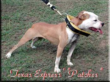 Texas Express Kennel'S Patches