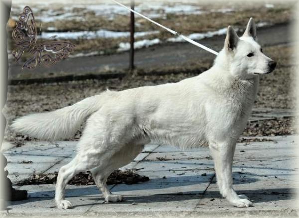Jasper la Blankpapilio (HD B, ED 0)