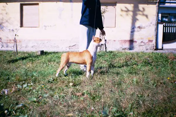 CHYU MS Precious Stones Miss Susie Q