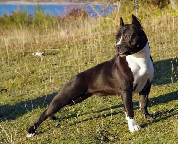 Real Am Staf Black Bonnie