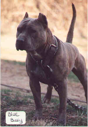 U-GRCH Couturier's Blue Bully