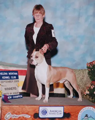 AMER/SWED CH Foxfire's Caribbean Pirate