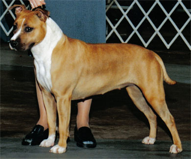 CH Mystik's Too Hot To Handle