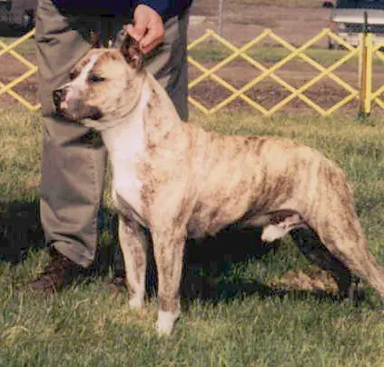 CH X-Pert Beers' Poquito Diablo