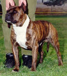 GRCH Larum's Hot Shot Hank