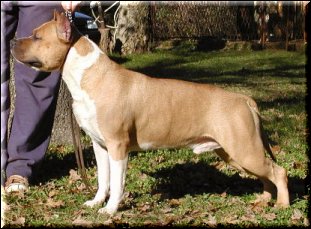 SunBolt's Easy Rider