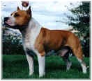 AMER/CAN CH Classic's One Brave Soldier