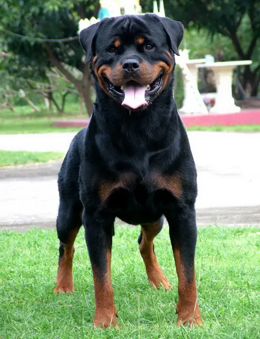 Top Rottweiler In Thailand.