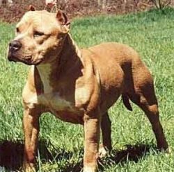 U-GRCH Razor's Edge Sadey's Paddington