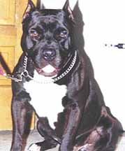 'PR' Busta Rhyme's Beast Master