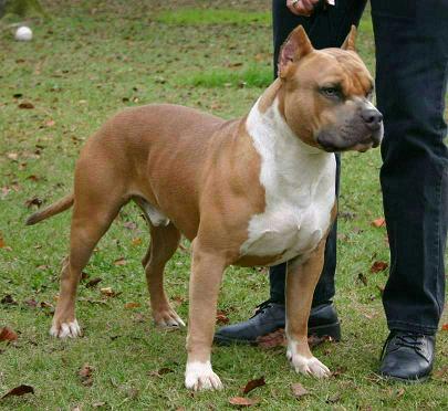 Edelhaus' Silver Hawk