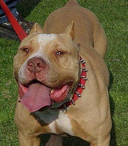 Westbrook's Camacho Do Good